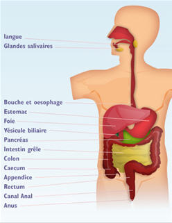 schéma du système digestif